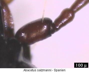 abacetus_salzmanni_fhlr.jpg
