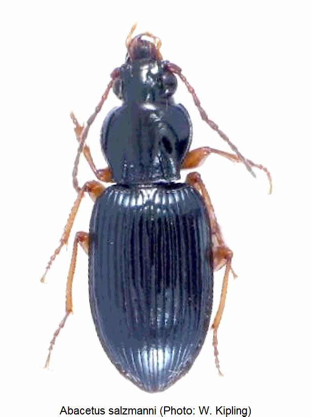 abacetus_salzmanni_hab.jpg