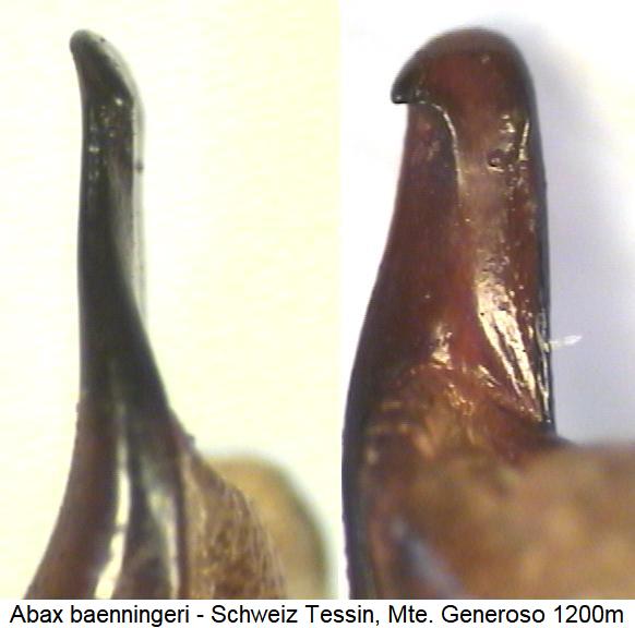 abax_baenningeri_pesp.jpg