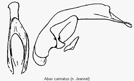 abax_carinatus.gif