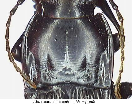 abax_parallelepipedus_vk.jpg