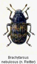 abb039.gif