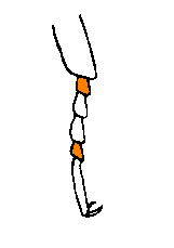 abb131.gif