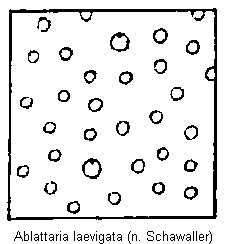 ablattaria_laevigata_punktur.gif