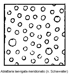 ablattaria_meridionalis_punktur.gif