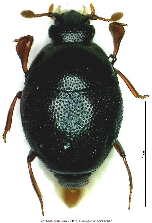 abraeus_granulum_hab.jpg