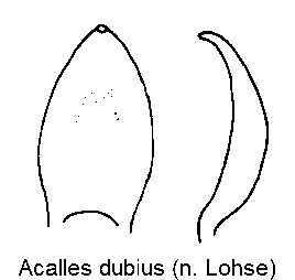acalles_dubius.gif