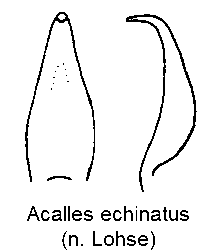 acalles_echinatus.gif