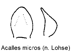 acalles_micros.gif