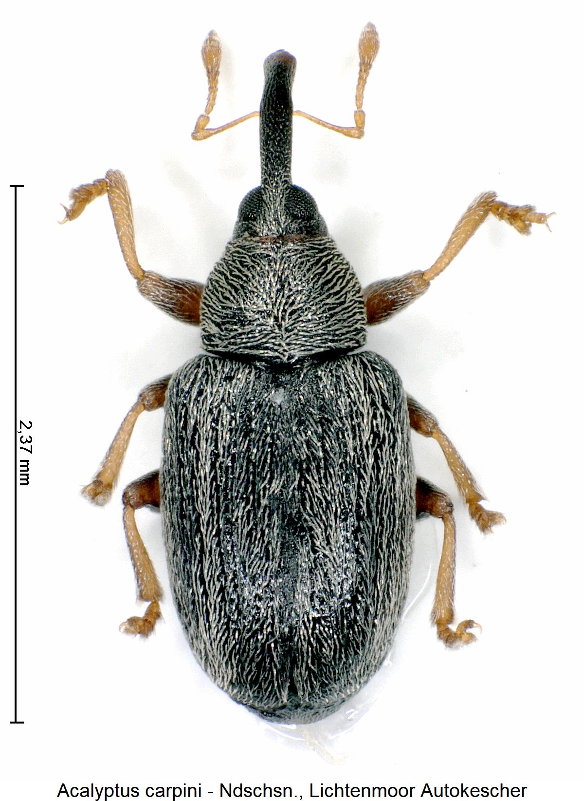 acalyptus_carpini_hab1.jpg