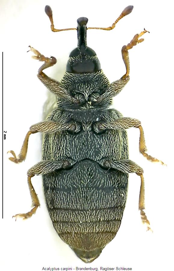 acalyptus_carpini_us.jpg