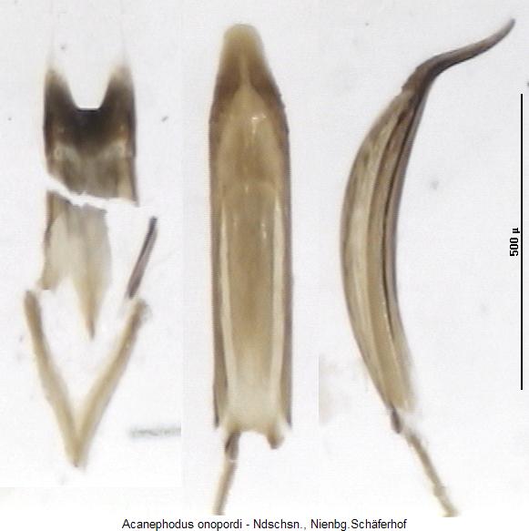 acanephodus_onopordi.jpg