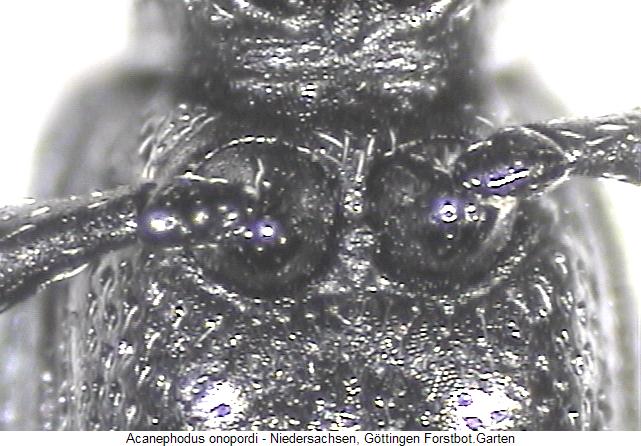 acanephodus_onopordi_us.jpg