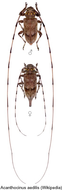 acanthocinus_aedilis.jpg