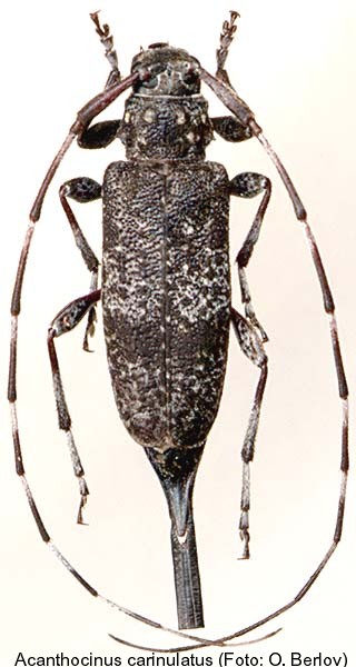 acanthocinus_carinulatus.jpg