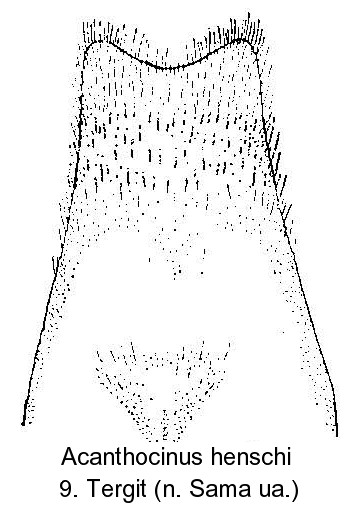 acanthocinus_henschi_tergit9.jpg