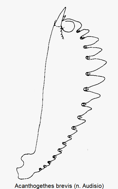 acanthogethes_brevis_vschn.gif