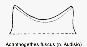 acanthogethes_fuscus_ol.gif