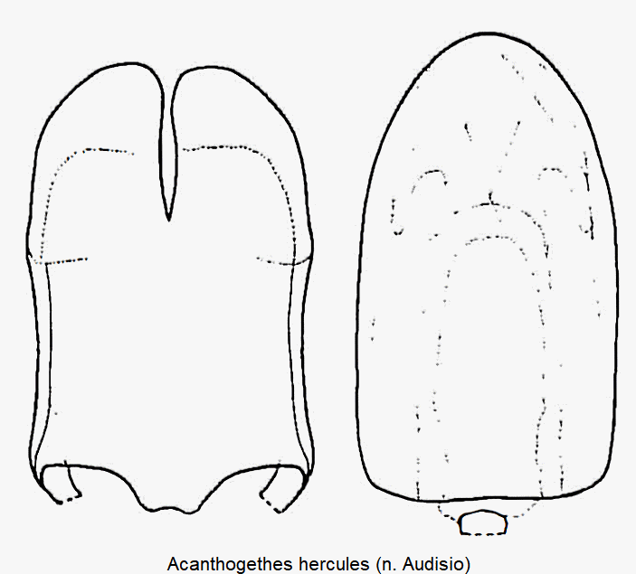 acanthogethes_hercules.gif
