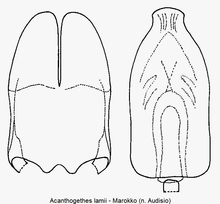 acanthogethes_lamii3.gif