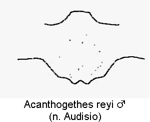 acanthogethes_reyi_m_hbr.gif