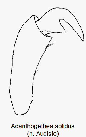 acanthogethes_solidus_klauen.gif