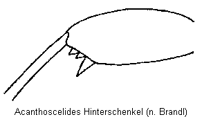 acanthoscelides_hschl.gif