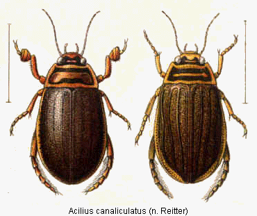 acilius_canaliculatus_hab.gif