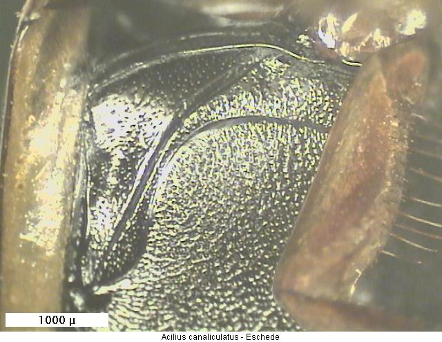 acilius_canaliculatus_us.jpg