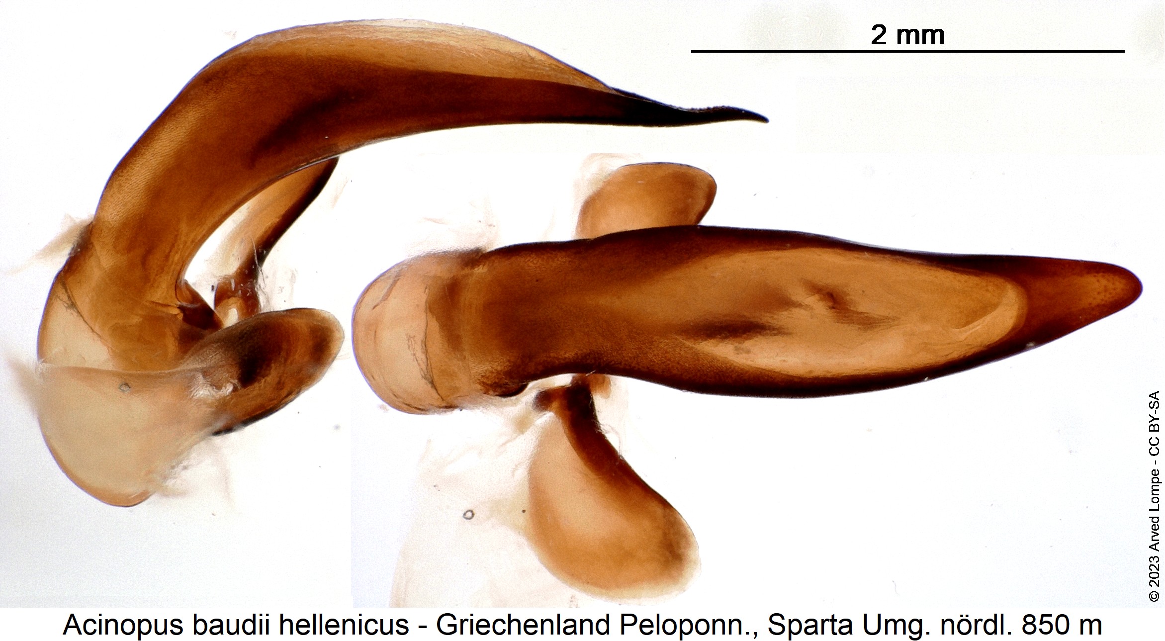 acinopus_hellenicus.jpg