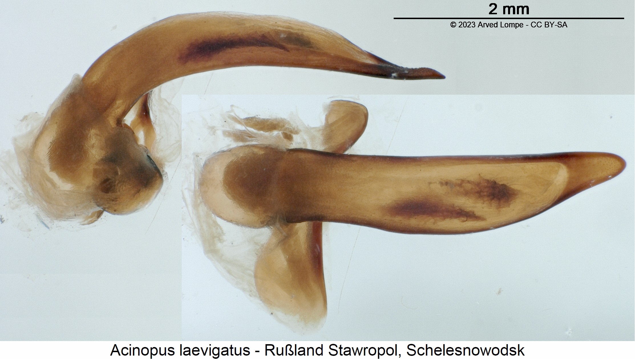 acinopus_laevigatus.jpg