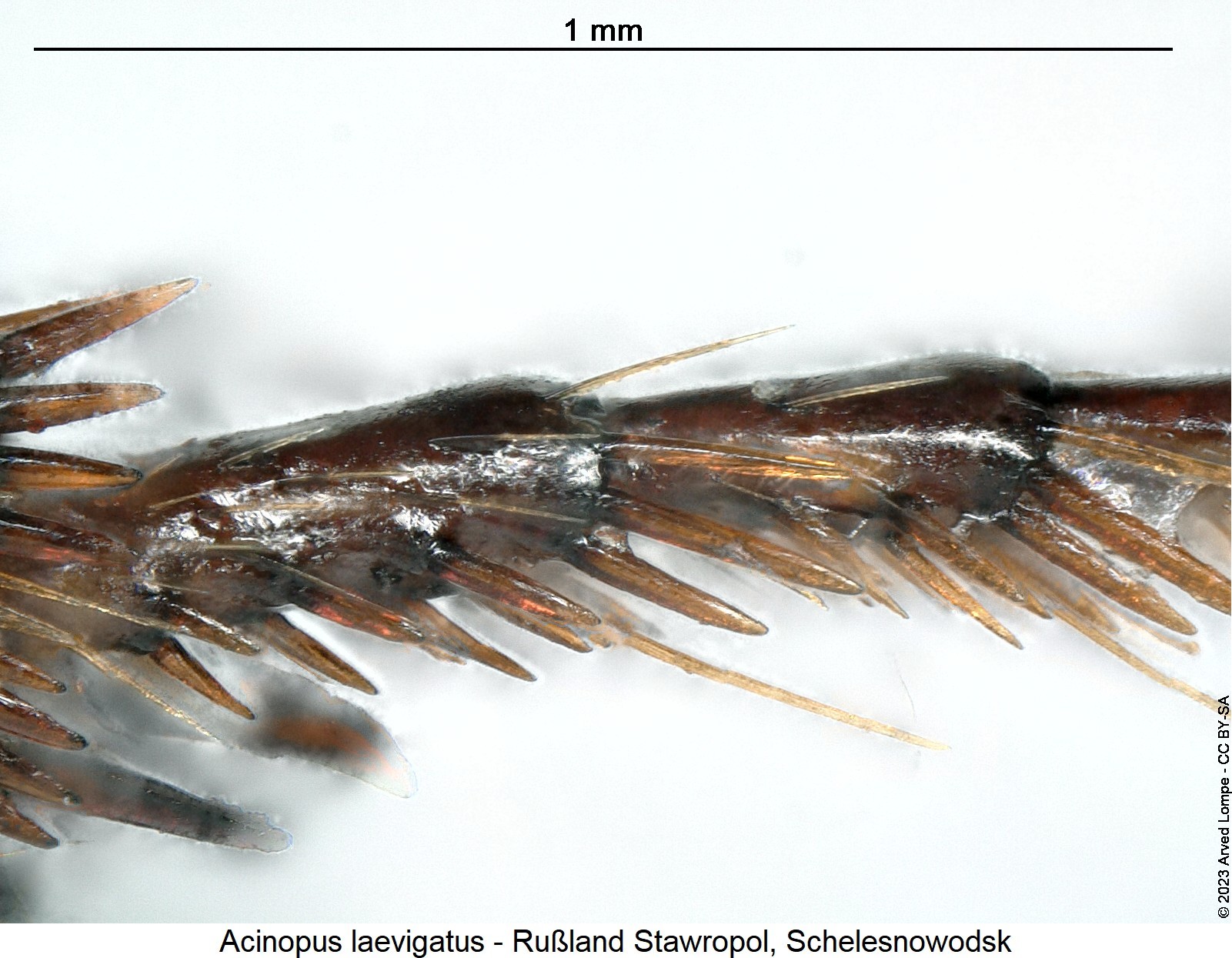 acinopus_laevigatus_htr.jpg