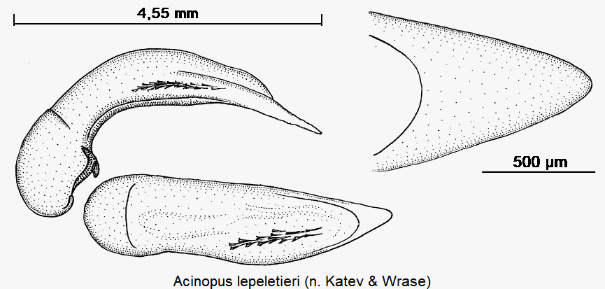 acinopus_lepeletieri-1.gif