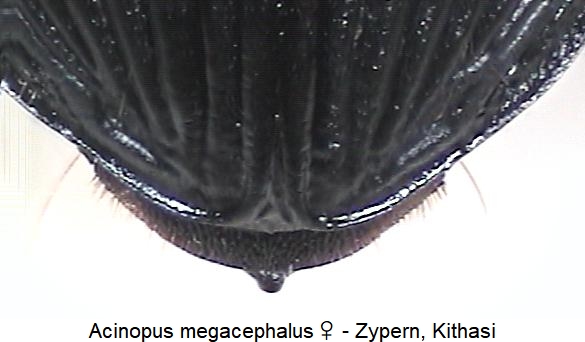 acinopus_megacephalus_analsternit.jpg