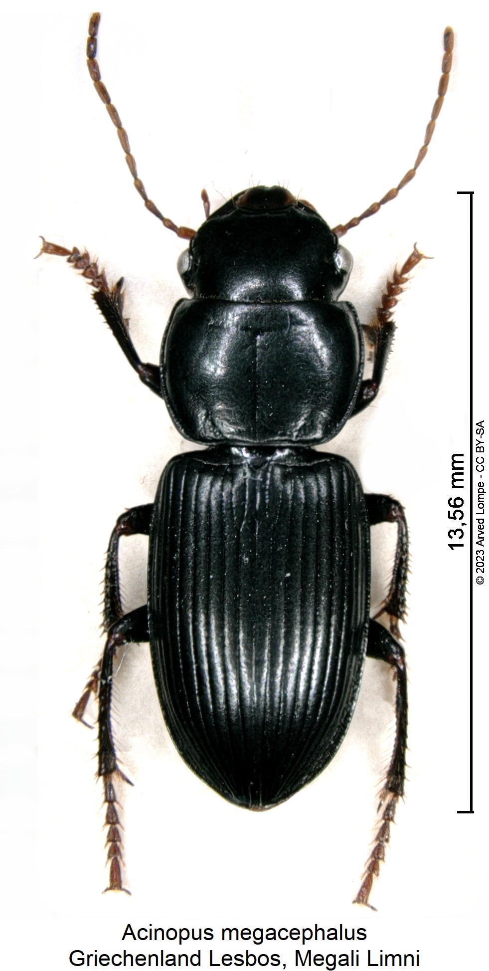 acinopus_megacephalus_hab.jpg