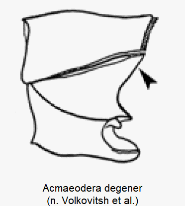 acmaeodera_degener_vbr.gif