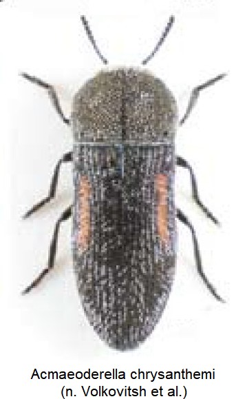 acmaeoderella_chrysanthemi_ck34306878_hab.jpg