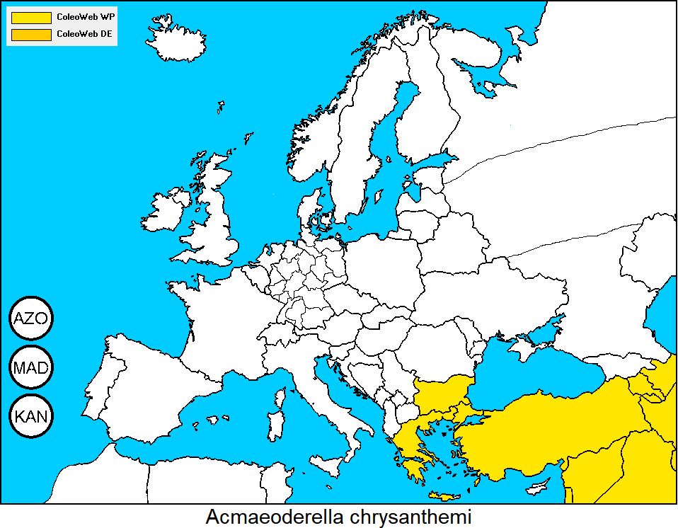 acmaeoderella_chrysanthemi_dis.gif