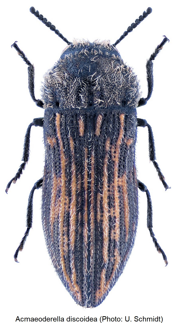 acmaeoderella_discoidea_hab.jpg