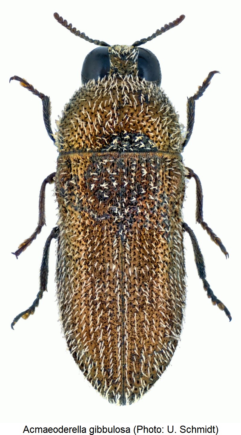 acmaeoderella_gibbulosa_hab.jpg