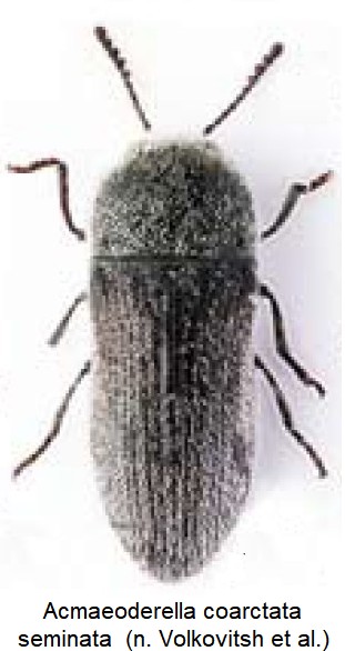 acmaeoderella_seminata_ck34306878_hab.jpg