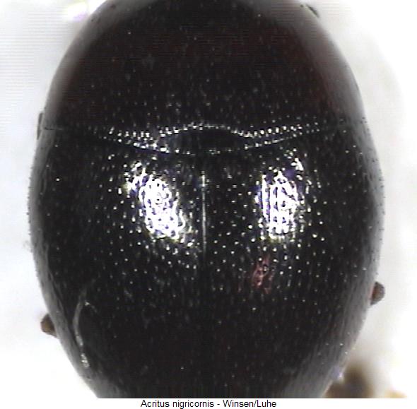 acritus_nigricornis_vk.jpg