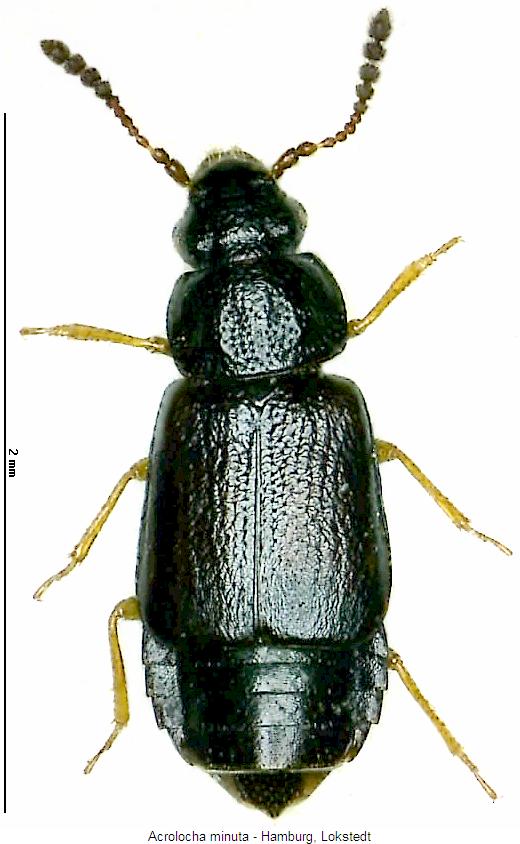 acrolocha_minuta_hab.jpg