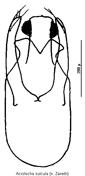 acrolocha_sulcula.gif
