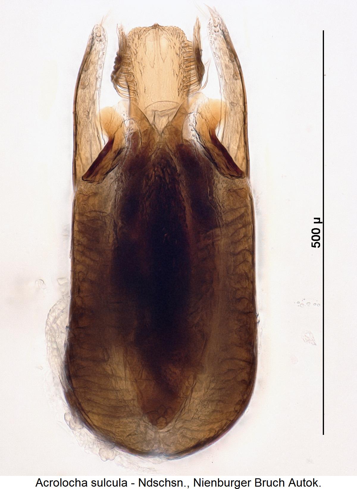 acrolocha_sulcula1.jpg