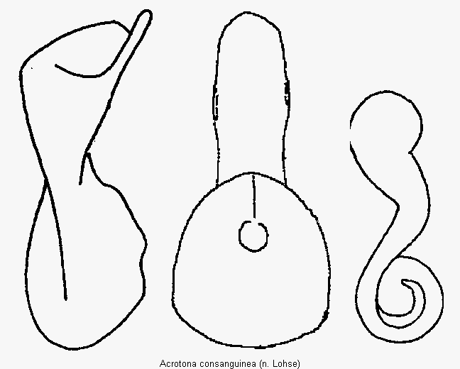 acrotona_consanguinea.gif