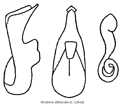 acrotona_obfuscata.gif