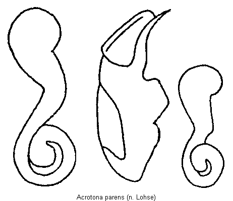 acrotona_parens.gif