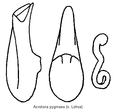 acrotona_pygmaea.gif
