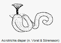 acrotrichis_dispar_sperm2.gif